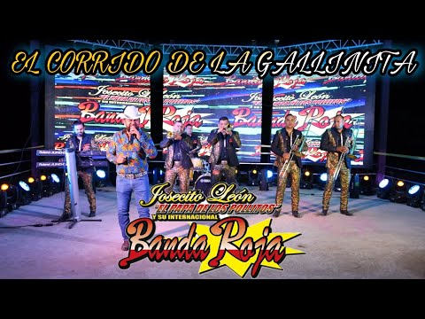 El Corrido De La Gallinita / Josecito León y Su Internacional Banda Roja / Sesión En Vivo 2021