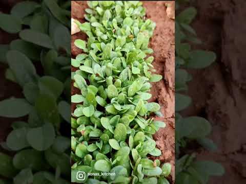 HomeGrown#Methi#leaves