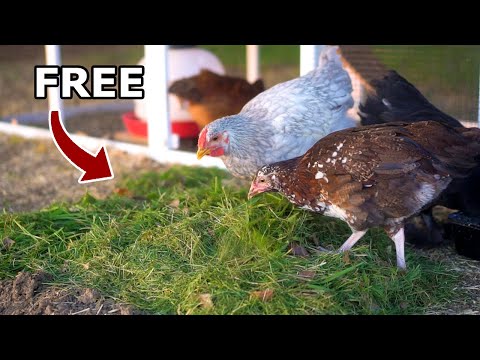 How to Feed Chickens for FREE