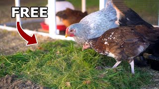 How to Feed Chickens for FREE