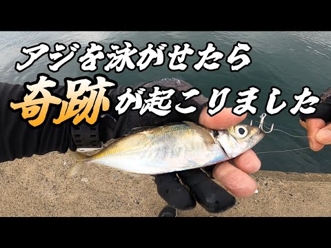 アジを泳がせたら巨大なブリが喰ってきた！泳がせ釣りには夢がある！【小名浜沖堤防】