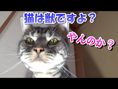 猫の怖いところ （アメリカンショートヘア）