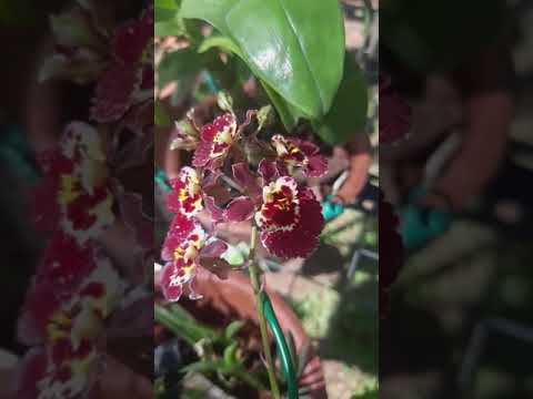 Tolumnia Flowers