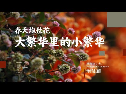 春天炮仗花的大繁华里藏着小繁华 炮仗藤Pyrostegia venusta  头花蓼Persicar