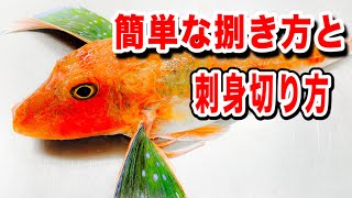 ホウボウさばき方　ホウボウ刺身切り方初心者向けホウボウ料理とは