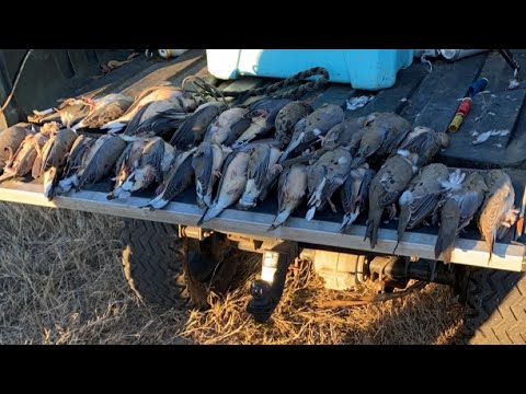 SC Dove Hunting 2022