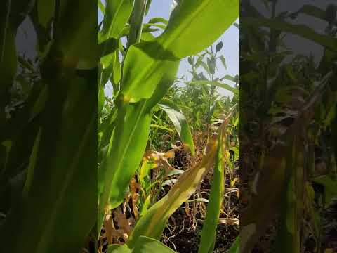 Jawar farm #shorts #farming #farm #youtubeshorts