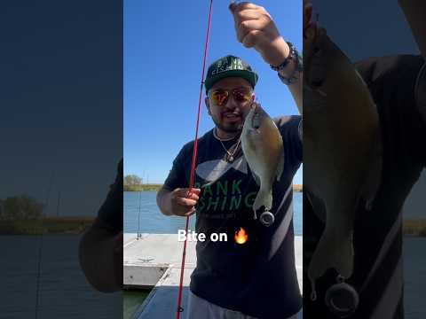 NON STOP Action Fishing for Bluegill‼️ #bankfishing #fishing #fun #fish #bluegill #shorts #ytshorts