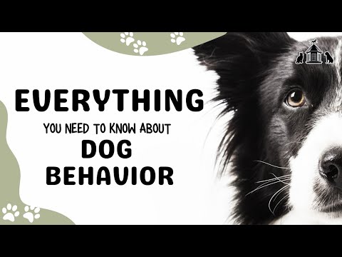 Everything You Need To Know About Dog Behavior