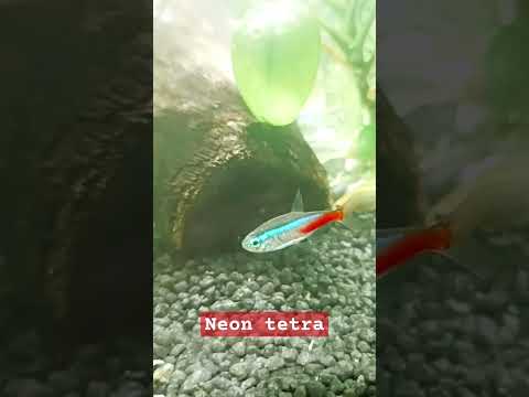 Neon Tetra ( Paracheirodon innesi )