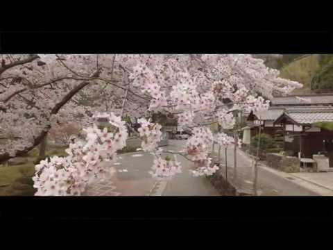 【4K】桜紀行・海津大崎の桜　2018年4月5日　滋賀県高島市