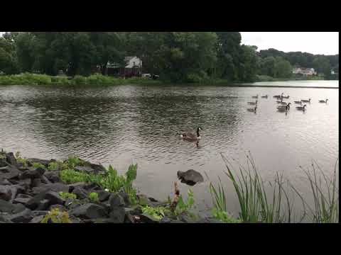 Goose Swim Time Lapse