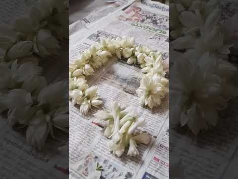 Jasmine and  Lily flowers from my terrace garden