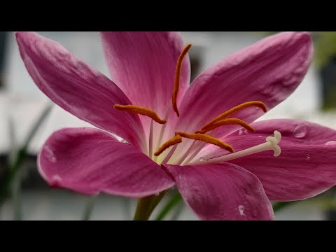 #youtubeshort #short First bloom on my Rain Lily plant...