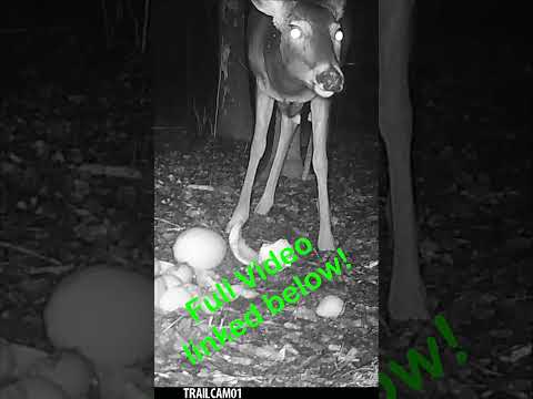 Whitetail Deer crunching on some tasty Beets! Listen to that Crunch! #wildlife #trailcam #asmr #deer