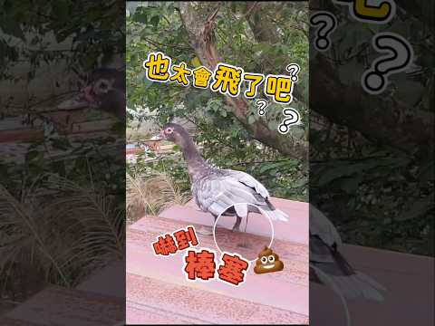 啊？原來鴨子🦆這麼會飛！？