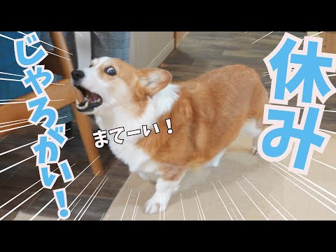 【飼い主の休日がわかる犬】休日に出かけようとするとうちの犬がこうなります