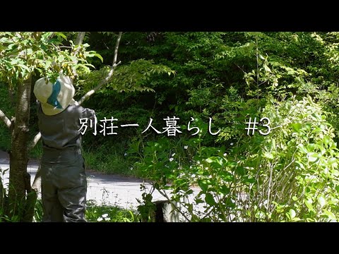 #3【別荘一人暮らし】桜を守れ！　本当の自分を取り戻した桜の話