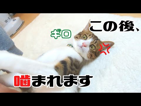 定期的に猫に嫌われてしまう飼い主がこちらです…