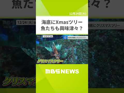 「小さな魚の群れが小雪みたい」海底に約３ｍのクリスマスツリー　魚たちも興味津々？　和歌山・白浜町沖（2024年12月24日）#shorts