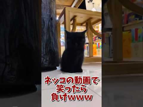 ネッコの動画で笑ったら負けｗｗｗ　#2ch #2ch動物スレ #2ch面白いスレ #動物 #犬 #猫 #癒やし #ねこ #2chほのぼの #ネコ