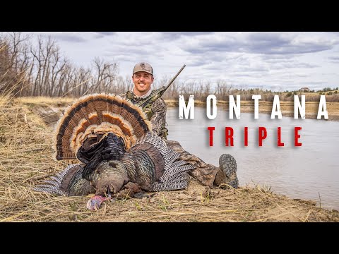 Lee's First PUBLIC LAND Turkey!! (TRIPLE in Montana)