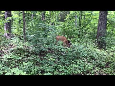 Graceful Deer Close up