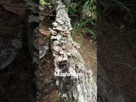 Mushroom in Philippines #mushroom #yummy