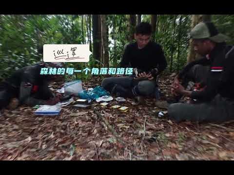 护林员：马来西亚绿色瑰宝守护者 Forest Ranger Malaysia