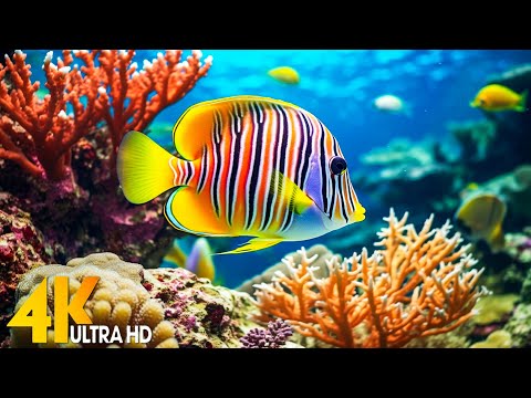 Aquarium 4K VIDEO (ULTRA HD) 🐠 Beautiful Coral Reef Fish - Relaxing Sleep Meditation Music #125