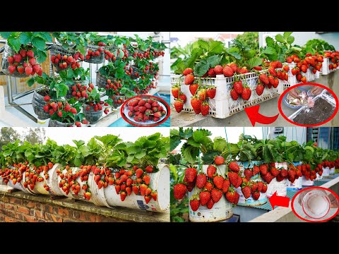 The Ultimate Guide To Abundant Balcony Strawberry Harves