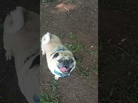 pug shaking allhis fat so cute adorable chubby pug, lovely cuddly pug #chubby #cuteanimal #subscribe