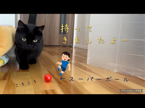 飼い主にボールを何度も持ってきてくれる黒猫｜短足猫さんのダッシュ｜ヒトの咳にびっくり