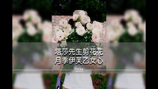 伊芙乙女心，一根枝条一个花瓶