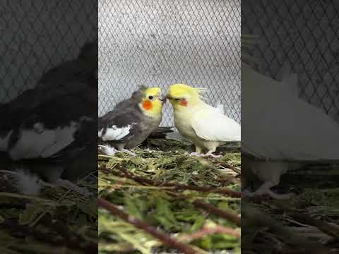 Cockatiels #birds #mysore #love