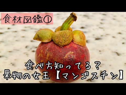 【食材図鑑】１.果物の女王マンゴスチン Mangoustan/Mangosteen  #Shorts