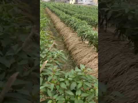 mulching paper ka desi jugad drip line । मल्चिंग पेपर का देसी जुगाड