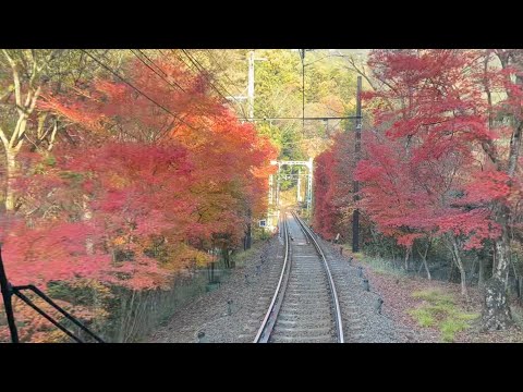 叡電鐵道兩旁的紅葉美景/Red Leaves along the railroad to Kifune-Jinja Shrine on 11-23-2023