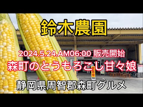 【鈴木農園】行列グルメ！森町のとうもろこし甘々娘　朝採れたて