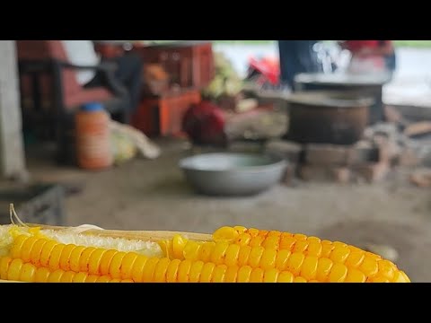 🌽 Steamed Corn for 20 Rs. at Ahmednagar-Pune highway!! Cheaper #nature