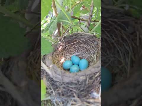 ESTO ES LO QUE EL SER HUMANO DEBE APRENDER DE LA NATURALEZA #jardin