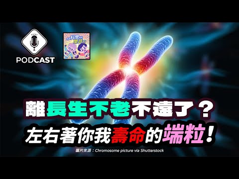 【Podcast】EP.183 人類離「長生不老」不遠了？左右著你我壽命的「端粒」！