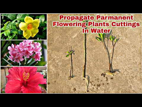 Propagate Parmanent Flowering Plants In Water/सिर्फ पानी मे grow करैं इन फूलों बाले पौधे के Cuttings