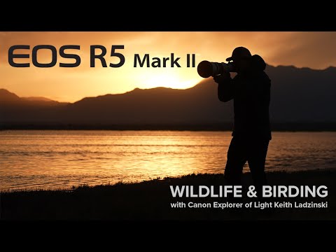 Wildlife photographer Keith Ladzinski tests the new Canon EOS R5 Mark II