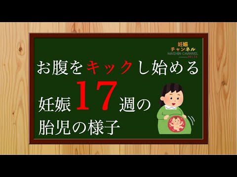 【妊娠17週】より器用に動き出す✨17週胎児の様子