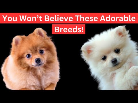 5 Dog Breeds Cuter Than a Pomeranian