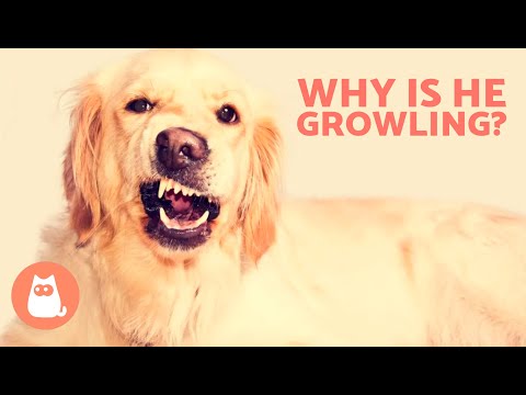 My DOG GROWLS at Me When I PET Them 🐶⚠️🖐🏻 (6 Causes and What to Do)