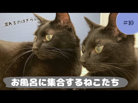 黒猫たちはなぜかお風呂に集まるのです