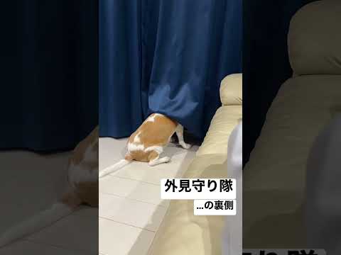 外を見守るビーグル犬#shorts #beagle ##ビーグル犬 #犬 #いぬ