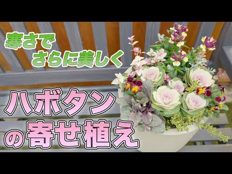 【インパクト感がポイント‼︎】"春まで長く楽しめる"可愛いハボタンの寄せ植えをご紹介♪【初心者向け】【ガーデニング】【園芸チャンネル】